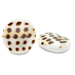 Muschel Perlen 20mm White brown